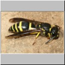 Ancistrocerus nigricornis - Lehmwespe 16.jpg